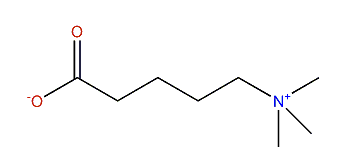 5-Aminopentanoic acid betaine